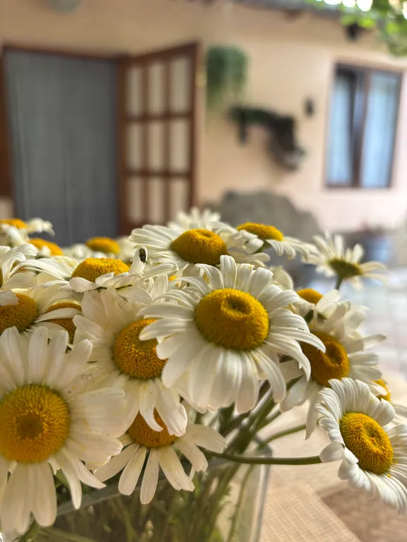 Коттедж Домик с беседкой — аренда посуточно в Алушта