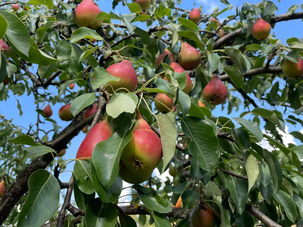 Коттедж с бассейном