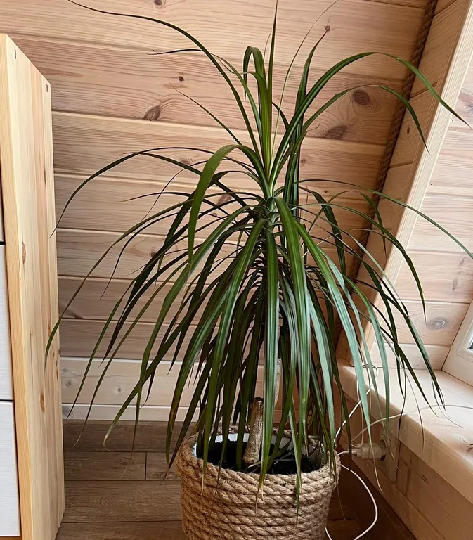 Семейный улей