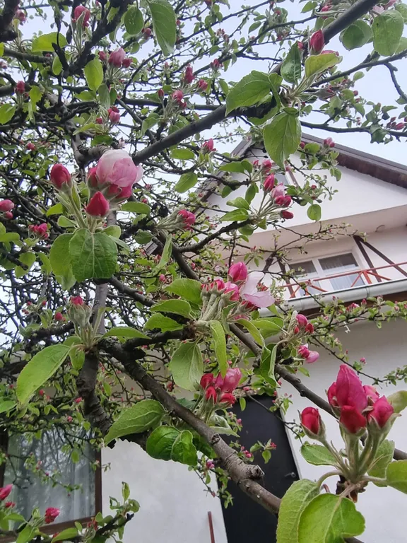 Коттедж Уютная квартира в центре Пионерского на 6 человек — аренда посуточно в Пионерский