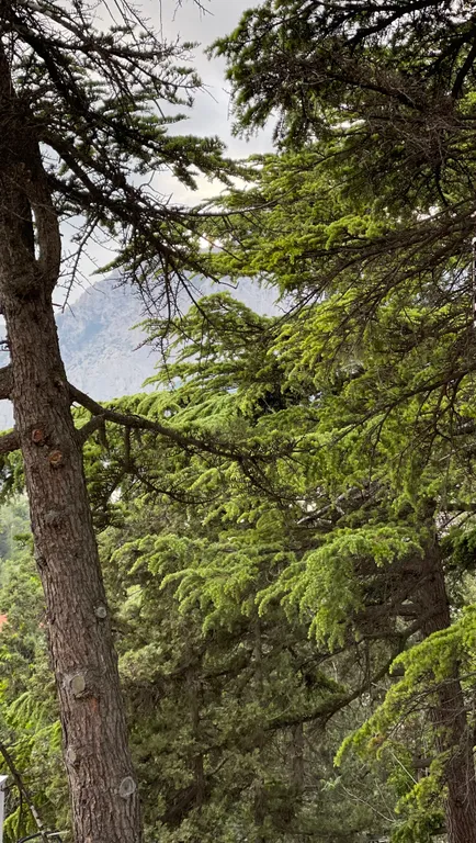 Двухуровневые апартаменты с видом на море и Ай Петри