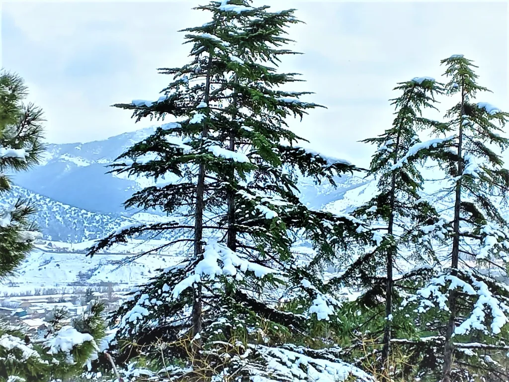 Вилла Сосновый Рай