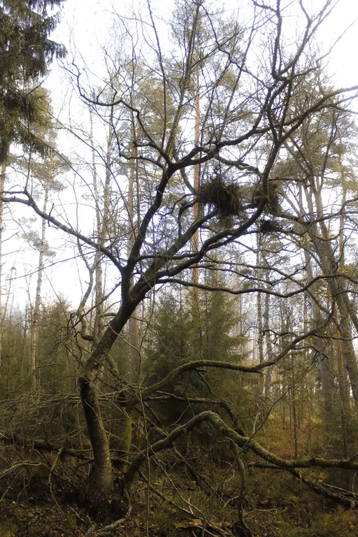 Коттедж Вилла Kolme с видом на лес и зоной барбекю — Приозерск