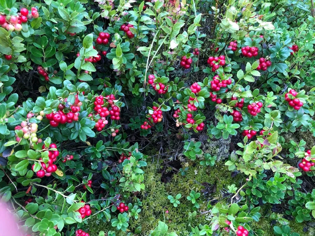 Коттедж Дом в турбазе Чайка, у озера в сосновом бору - Селигерский край — Турбаза Чайка
