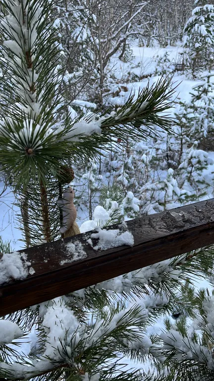 Уютный коттеджный домик в сосновом бору с прекрасными видами на горы