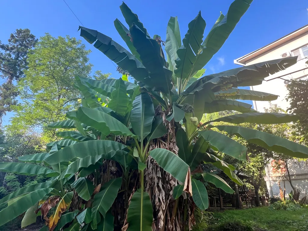 1-комнатная сталинка в Сухуме у моря