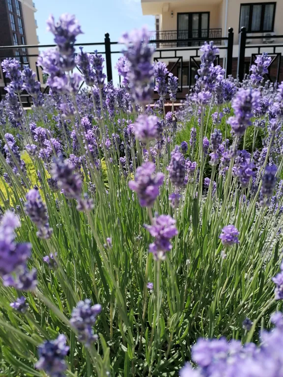 Апартаменты Аврора