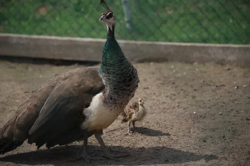 Гостевой дом