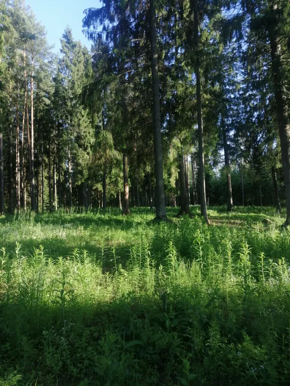 Коттедж Экодом у реки — Сясьстрой