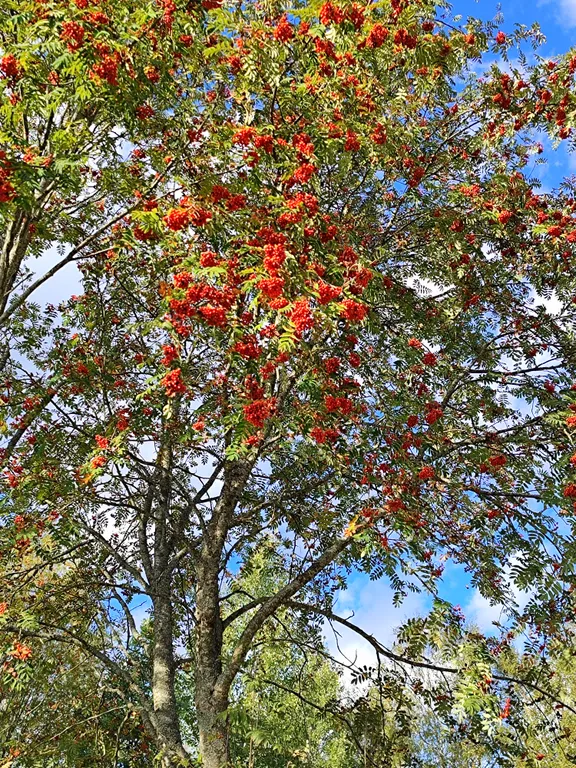 Кобона Ладога Коттедж с баней у воды