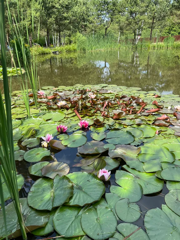 Элитный дом с озером и банным чаном