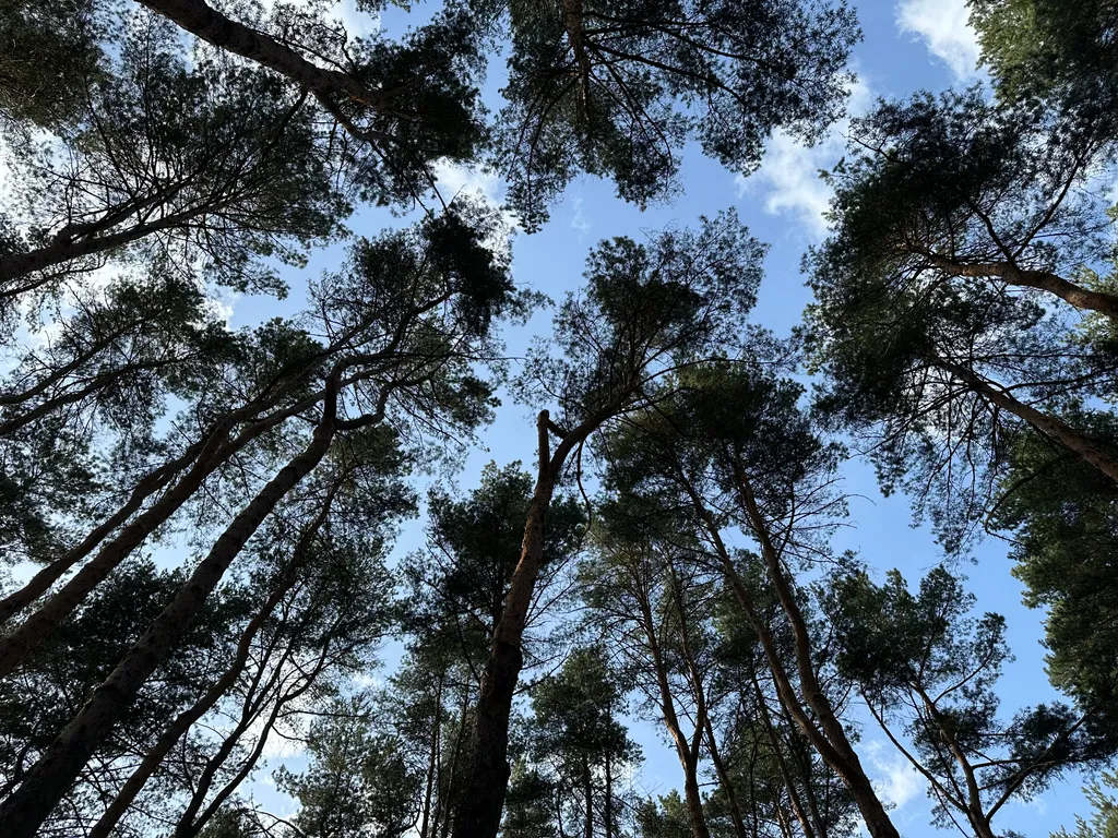 Загородный дом в соснах недалеко от Москвы