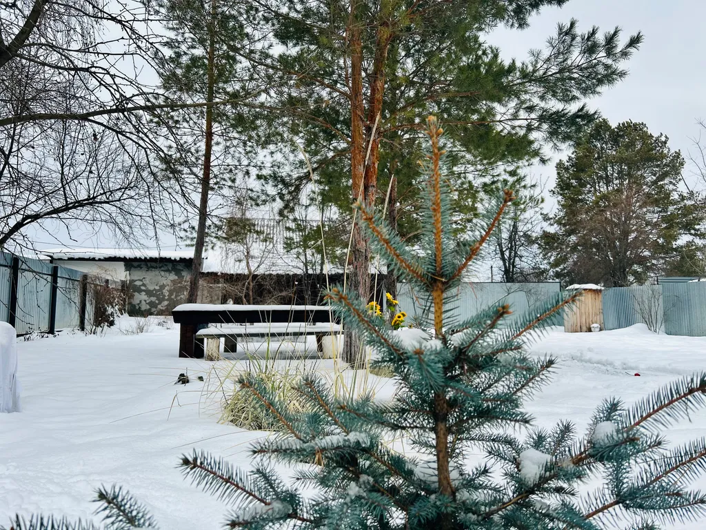 Домик в соснах с баней