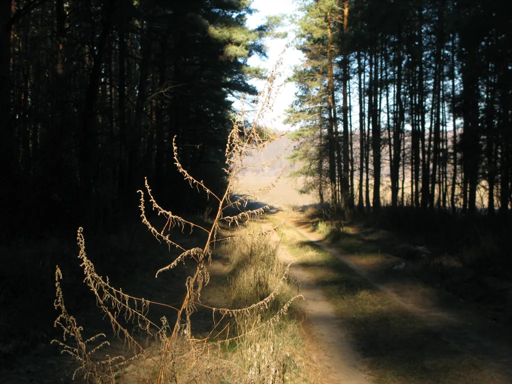 Дом в деревне на Дону в сосновом лесу