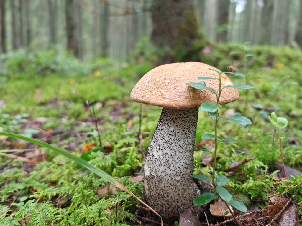 Коттедж Дом с тремя спальнями в турбазе чайка (селигер) — Турбаза Чайка