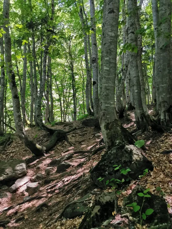 Уютный домик-котедж в горном лесу