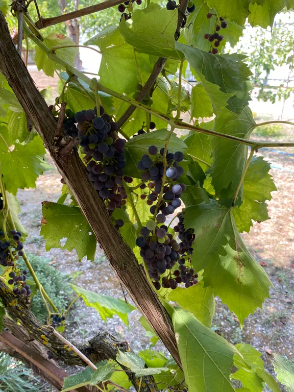 Коттедж Гостевой дом Лавр — Прасковеевка