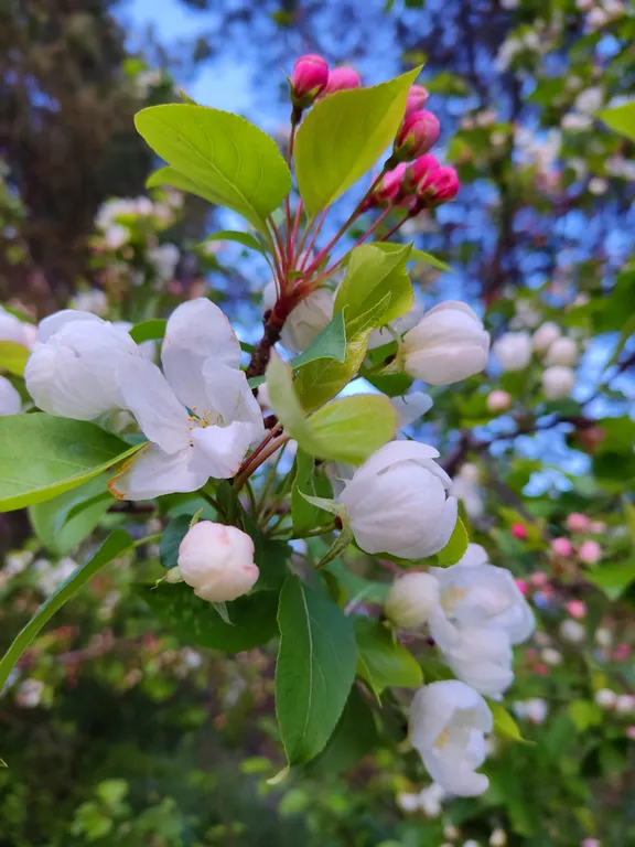 Апартаменты в соснах