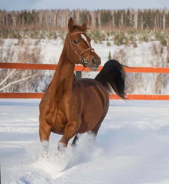 Дом у леса в Капитан Клаб