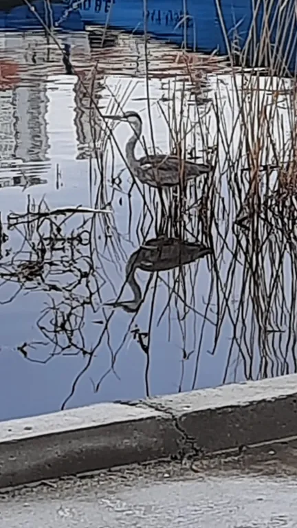 Студия на причале с видом на яхты  и чаек