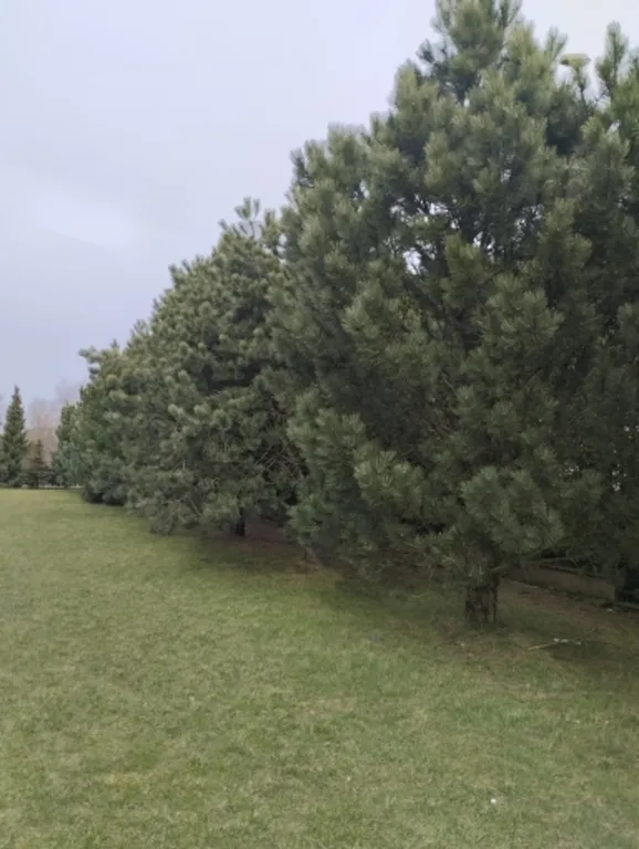 Квартира Уютная квартира в центре — Светлогорск