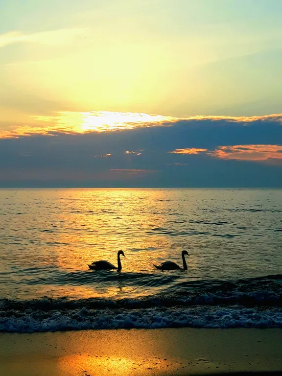 Подсолнух у моря