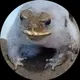 Филипп