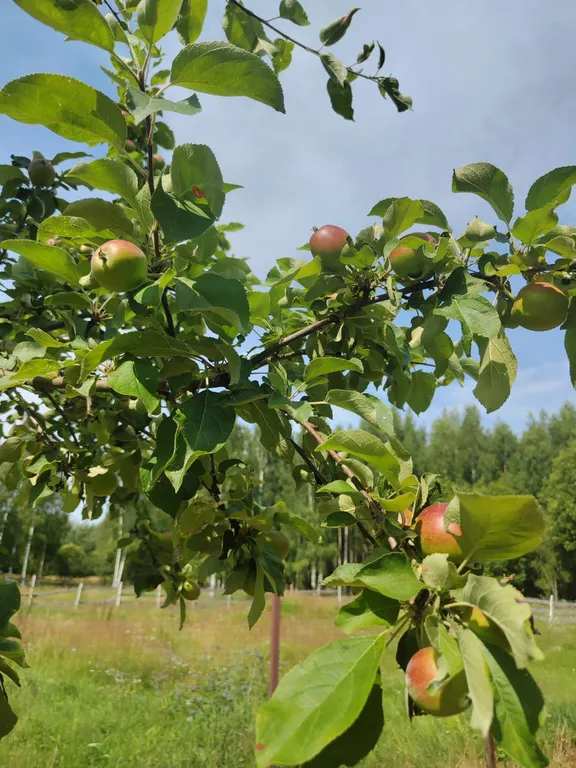 Коттедж Коттедж с баней — Лодейное Поле
