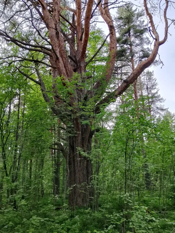 Дом в Карелии на берегу Онежского озера