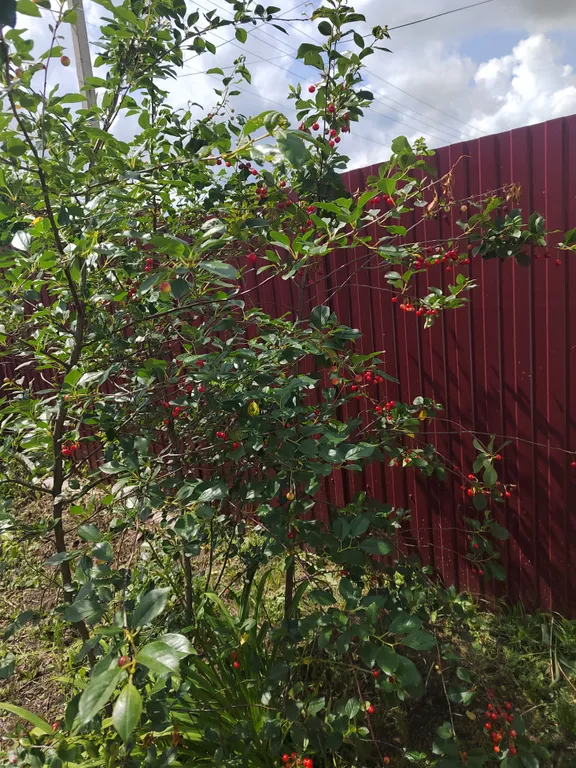 Дом юрьевский хуторок в 5 километрах от парка кудыкина гора, пешком река дон