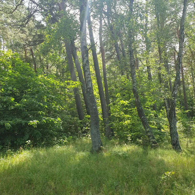 Уютная квартира около леса