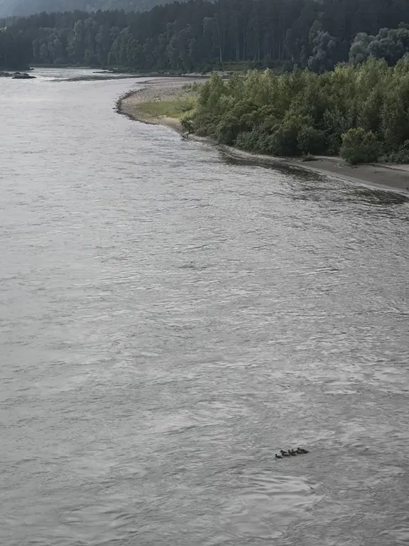 Кедровый коттедж на берегу Катуни