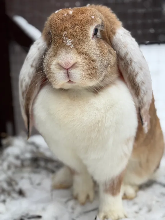 Коттедж с индивидуальным чаном, мангалом в самом уютном месте