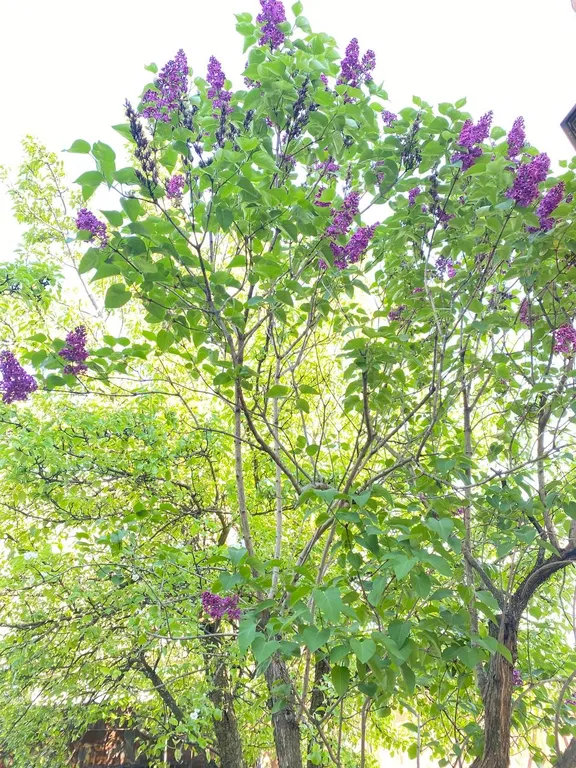 Загородный дом с садом и бассейном