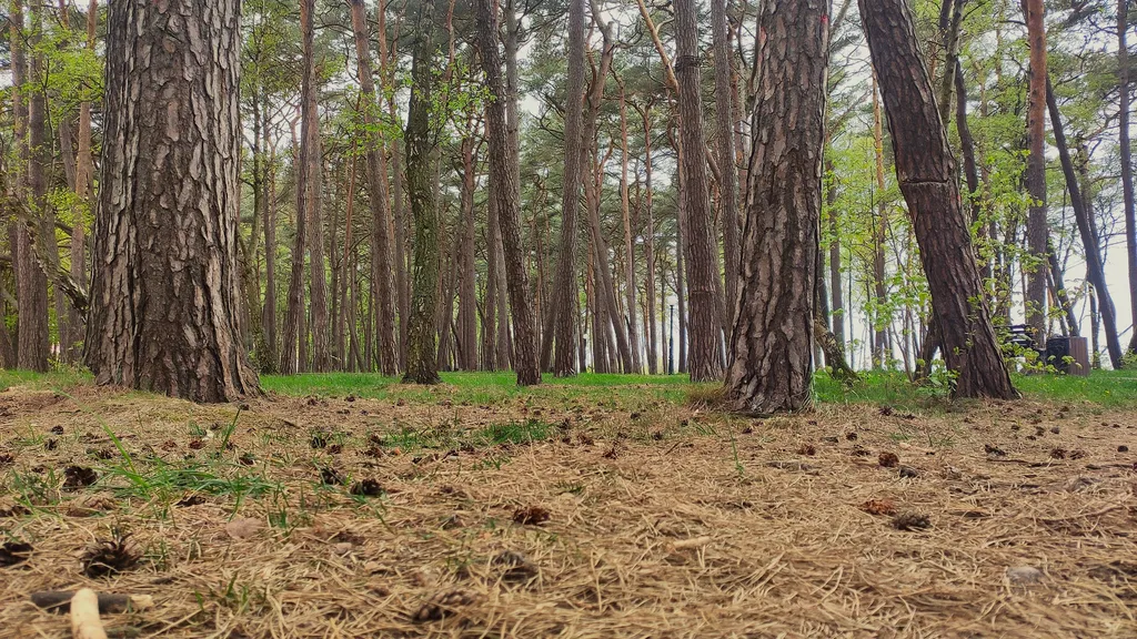Современная квартира в Светлогорске