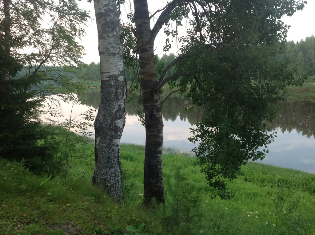 Лесная сказка