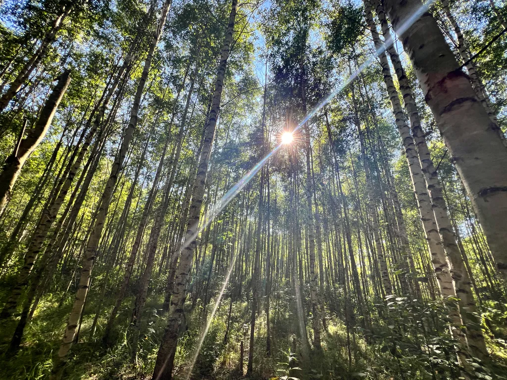 Уютный A-Frame в лесном массиве на берегу реки