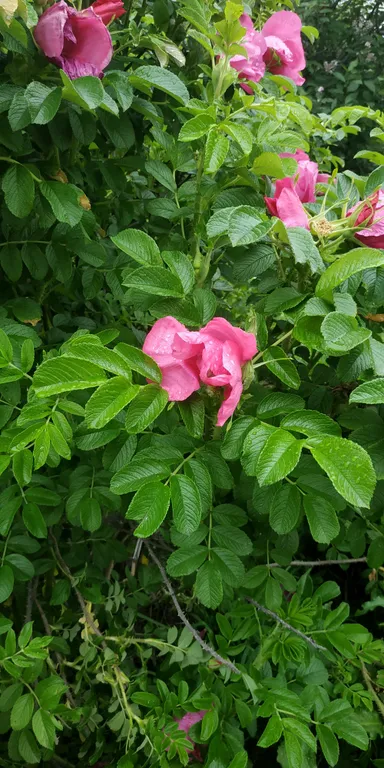 Апартамент Долина Уюта