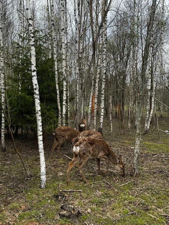 Домик в лесу с пятнистыми оленями и кроликами