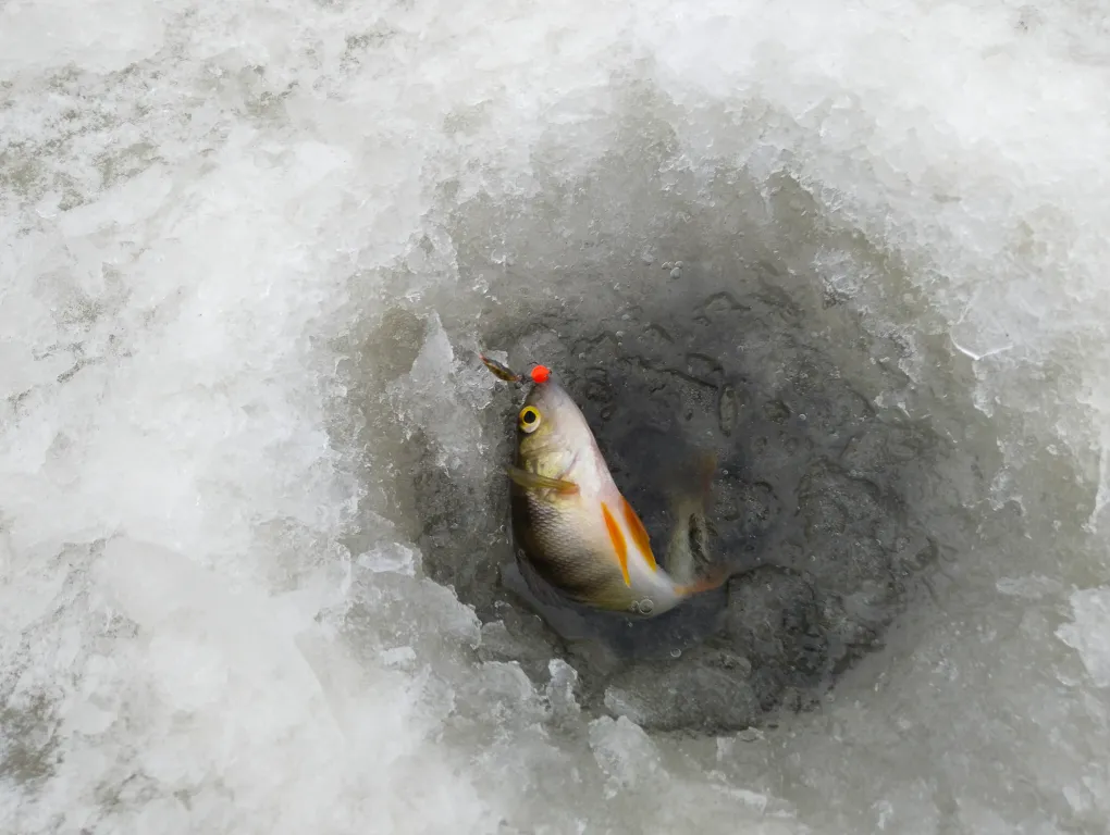 Коттедж 1-комнатный Дом — Тверь