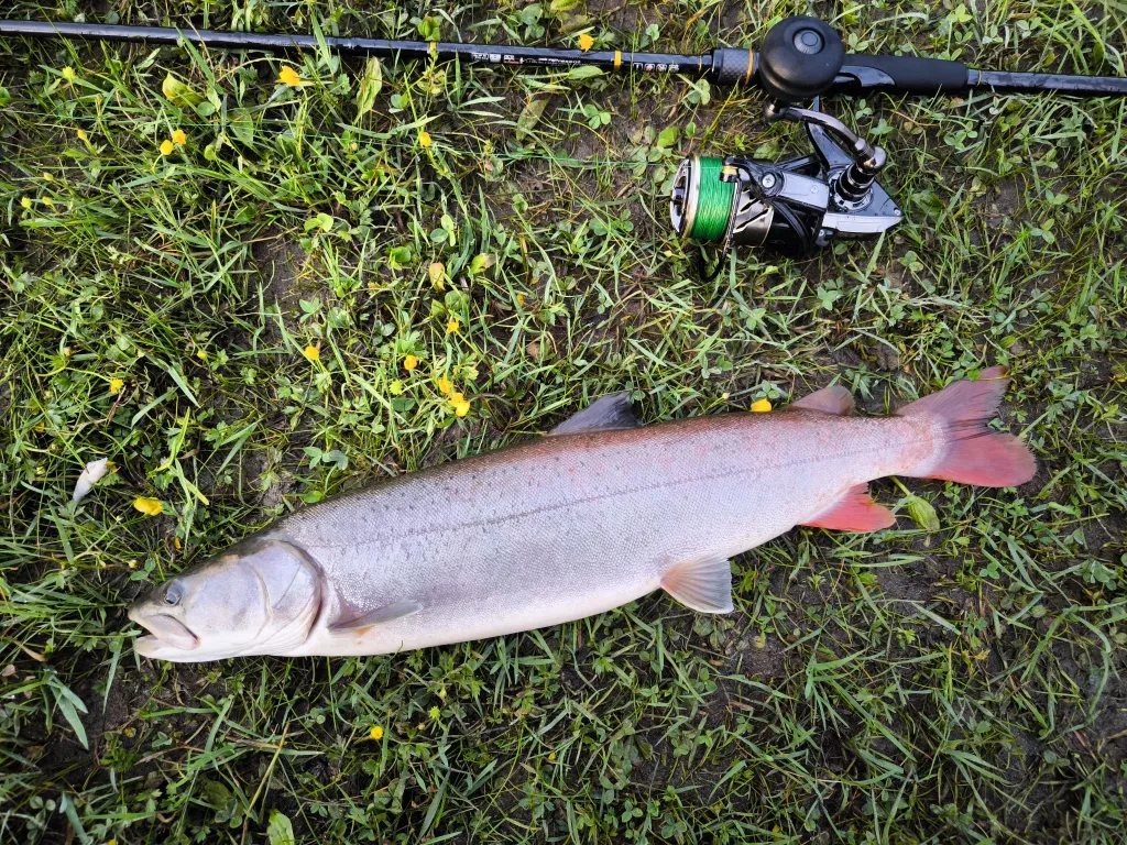 Дом из кедрового бруса