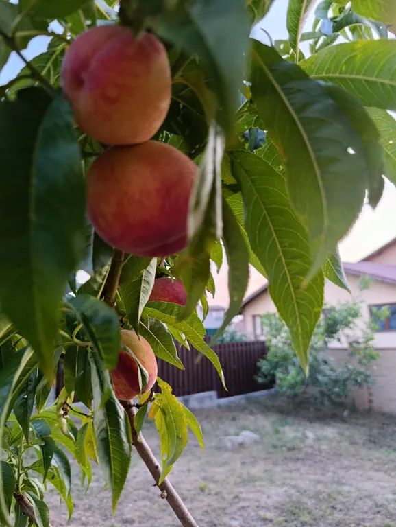 Дом на Лысой горе