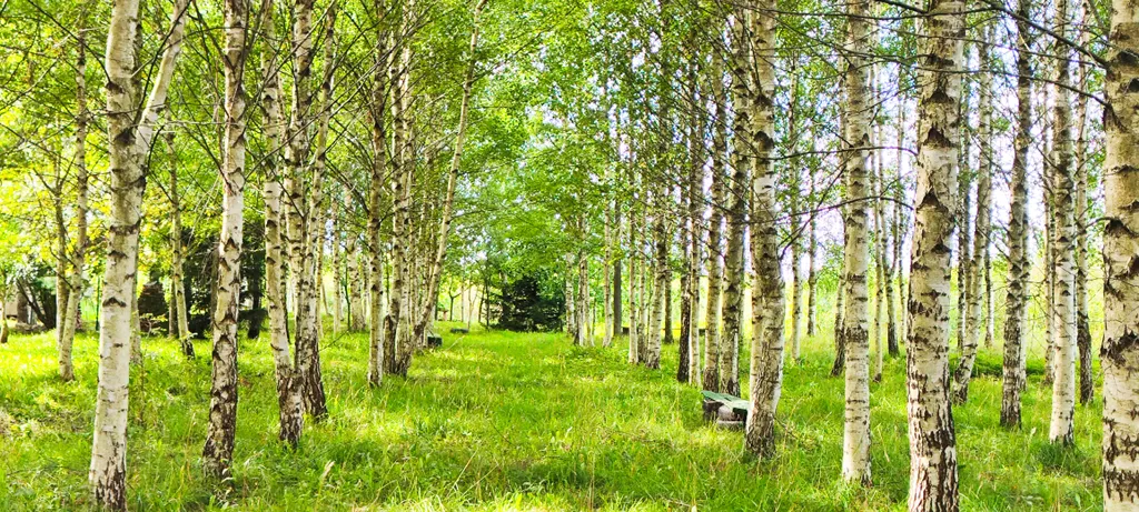 Уединенная дача с прудом и баней у Псковского озера