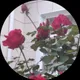 Юлия Станьковская