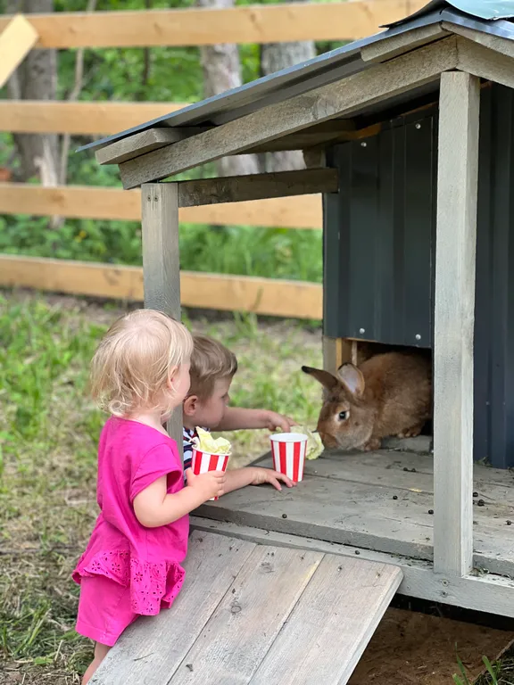 Гостевой дом в березовой роще