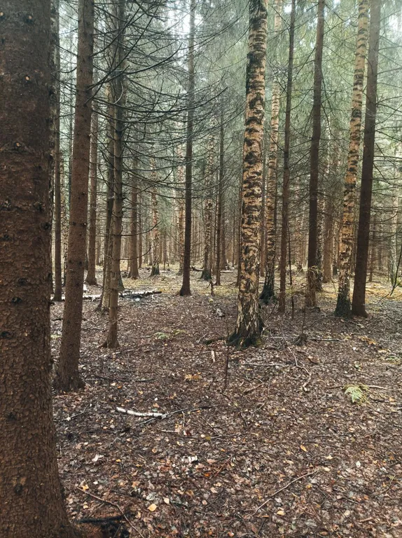 Новый домик рядом с лесом