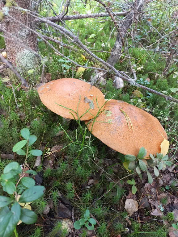 Дом с баней на Сямозере с огороженной территорией