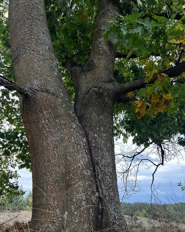 Шале Можжевеловое