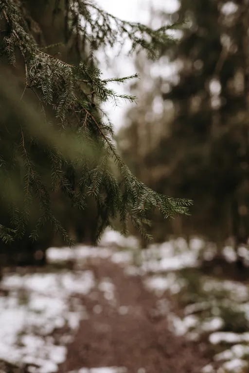 Коттедж Дом с видом на лес, сауной, 5 минут по лесной тропе до озера — Тосно
