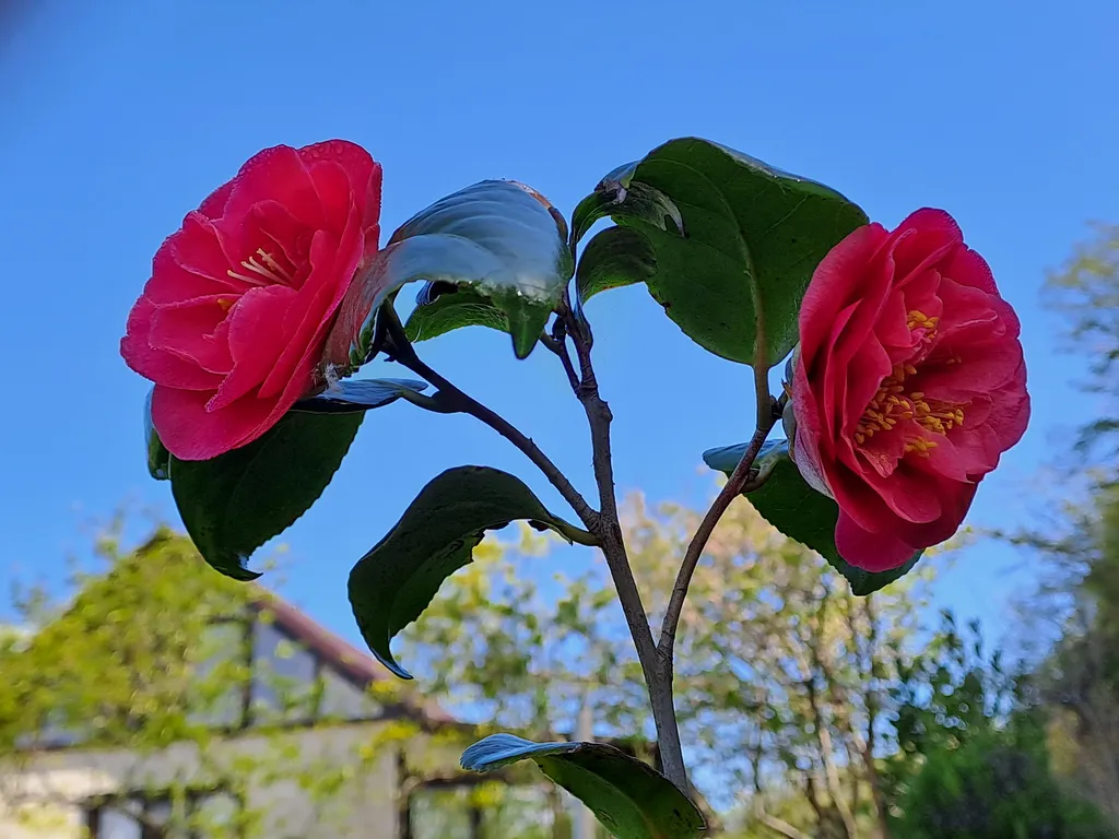 2-комнатный Дом